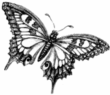 butterfly074.gif