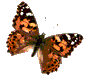 butterfly120.gif