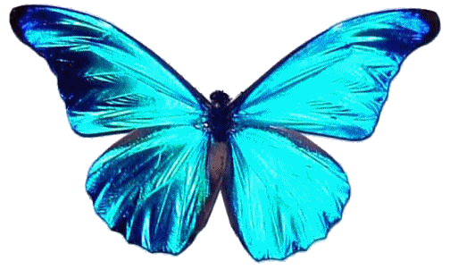 vlinderblauw.bmp