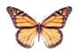 vlinders01.gif