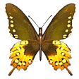 vlinders04.gif