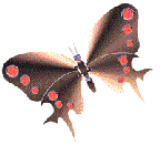 z-butterfly14.gif
