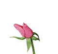 http://www.picturesanimations.com/f/flowers/92.gif