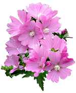 hibiscus02.gif