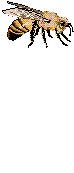 10.gif