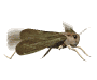 5.gif