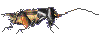 52.gif