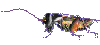 53.gif