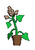 43.gif