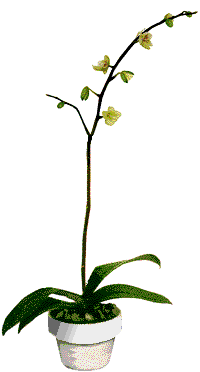 5.gif