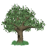 Photo arbre