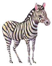 zebra2.gif