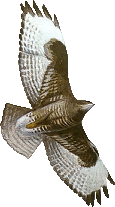 buizerd.gif