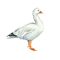 goose1.gif