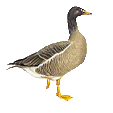 goose2.gif