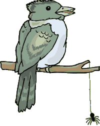 vogelsbelisbird2.gif