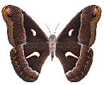 Butterfly3.gif