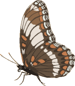 Papillon_02.gif