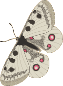 Papillon_04.gif