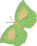 Papillon_07.gif