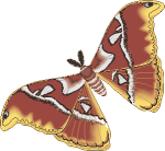 Papillon_09.gif