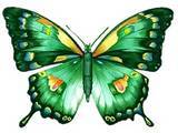 butterfly072.jpg