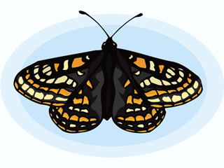 butterfly30.gif