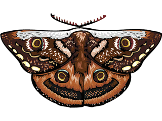 butterfly38.gif