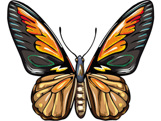 butterfly43.gif