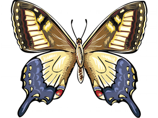butterfly45.gif