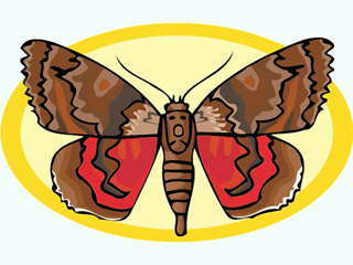 butterfly5anim.gif