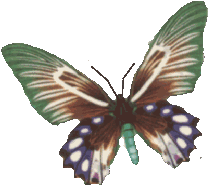 butterfly99o3rp.gif