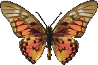 graphium20ridleyanus.gif