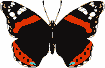 papillons-30.gif