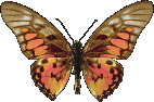 th_butterfly011.gif