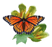 vlinders_152.gif