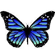 z-butterfly15.gif