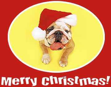 image_merrychristmasdog_ton_191207_.jpg