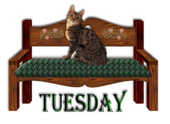 cat2020tuesday4qh.jpg