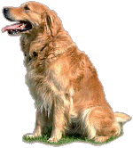 golden-retriever.gif