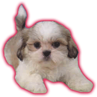 shih-tzu.gif