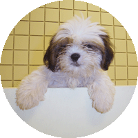 shih_tzu2.gif