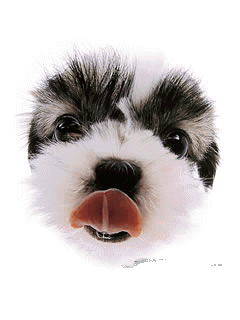 shih_tzu3.gif