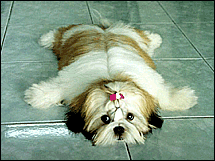 shihtzu_215.gif