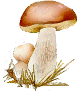paddenstoel4.gif