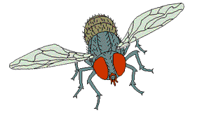 insect17.gif