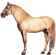 pferd26.gif