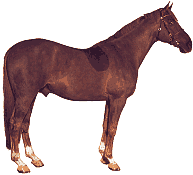 pferd29.gif