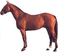 pferd30.gif