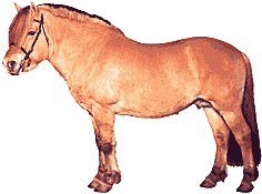 pferd35.gif